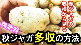 秋ジャガの収量を上げる方法・春ジャガの収穫から見るポイント・無肥料無農薬