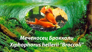 Меченосец Брокколи | Xiphophorus hellerii "Broccoli" | редкие меченосцы