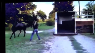 Female Horse Trainer Shows How To Abuse A Horse & How To Use A Whip Just For Direction