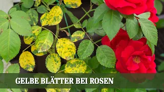 Gelbe Blätter bei Rosen - Was sind mögliche Ursachen?