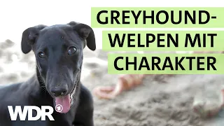 Überraschender Greyhound-Nachwuchs hält das Tierheim-Team auf Trab | S02/E02 | Hallo Tierheim | WDR