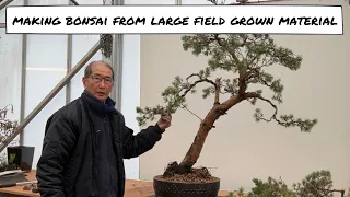 Making Bonsai from Large field grown material