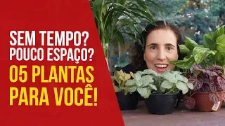 5 Plantas para Lugares Pequenos e Fáceis de Cuidar | Nô Figueiredo