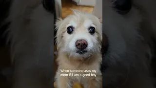 When some asks if I am a good boy. Find out if Wasabi the cute dog is a good boy!