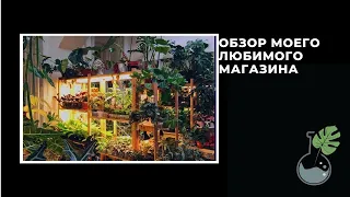 Комнатные растения - Обзор цветочного Магазина в Праге