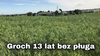 Groch na polu uprawianym 13 lat bez pługa/ Kula