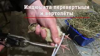 Индюшата перевертыши и вертолёты