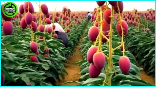 The Most Modern Agriculture Machines That Are At Another Level,How To Harvest Mangoes In Farm ▶6