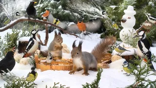 Hang Out with Forest Friends and The Snowman☃️ Cat TV for Cats to Watch😽 10 hours (4K HDR) Dog TV