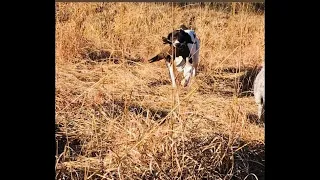 Holly Hills Pheasant Hunt Southern Ohio 2019