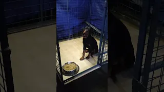 Rottweiler waiting for food command