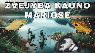 Žvejyba Kauno mariose: Trofėjinių karšių paieškos.