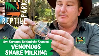 VENOMOUS SNAKE MILKING (LIVE FOOTAGE) | AUSTRALIAN REPTILE PARK