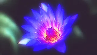 [PSYCHOACTIVE] CONNECT TO BLUE LOTUS | RECEIVE DIVINE MESSAGES |ENTER HIGHER REALMS OF CONSCIOUSNESS