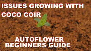 ISSUES WITH GROWING AUTOFLOWER CANNABIS IN COCO COIR ??? - DRAUTOFLOWERS BEGINNER GUIDE