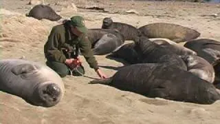 Elephant Seals:  Our Window to the Ocean