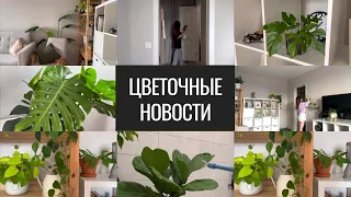 Цветочный Влог. Цветочные Новости.