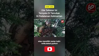 Ular Sebesar Ini Ternyata Di Temukan Di Pedalaman Kalimantan