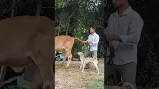 Breeding dogs with different cows