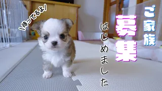 A 40-day-old Chihuahua puppy experiences various changes (growth) day by day.🥰😍🥰