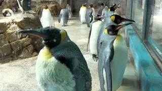 キングペンギン＠長崎ペンギン水族館　King Penguins @Nagasaki Penguin Aquarium