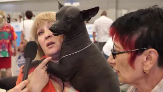 Владельцы собак о породе ксолоитцкуинтли на World Dog Show 2016