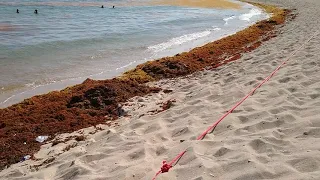 Algas en Juan Dolió/ Водоросли в Хуан Долио.