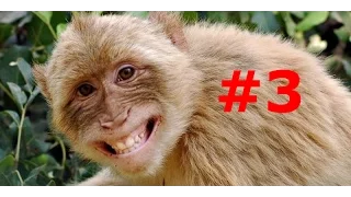 ЛУЧШИЕ ПРИКОЛЫ: смешные животные. Funny animals July 2015 (ВЫПУСК 3)