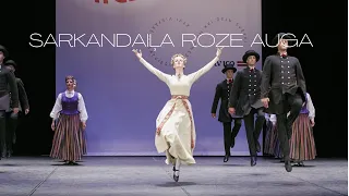 LU TDA Dancis - Sarkandaiļa roze auga