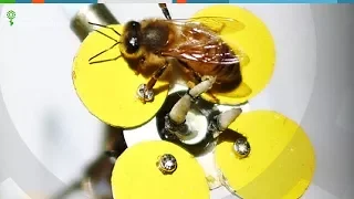 Робот цветок для пчел Synthetic Pollenizer (Robotics.ua)