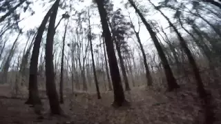 Running Through the Clifton Gorge Pine Forest