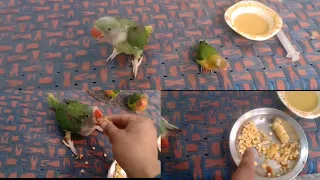 baby raw parrots ko kya or kesy handfeed deni chahye