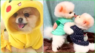 Funny and Cute Dog Pomeranian 😍🐶| Funny Puppy Videos #110