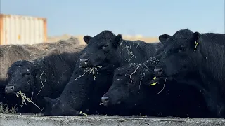 Аз пеши молҳо фермаи Ангуст🇹🇯МОЛБОЗОР МИРЗО в прямом эфире!