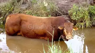 A diferença que existe entre Motorista e Vaqueiro.