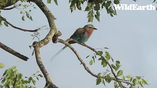 WildEarth - Sunrise  Safari - 18 Oct 2022