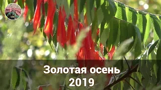 Золотая осень 2019