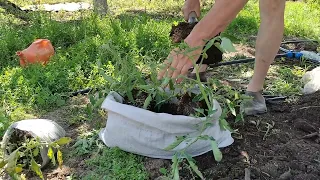 Посадка томатов в мешки