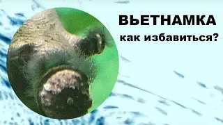 Вьетнамка в аквариуме. Как избавиться от водорослей