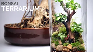 The Bonsai Terrarium