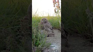 Owl attacks