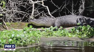 Get a waterside view of Florida's alligators on a canoe