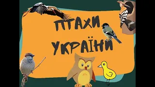 Птахи України (Інфасотка)