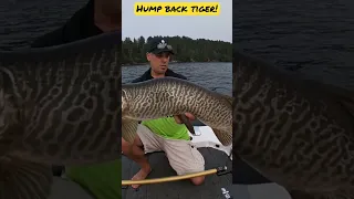 ? Hump Back Tiger Musky??? #muskyfishing #short #tigermusky