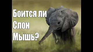 ПОЧЕМУ СЛОНЫ БОЯТСЯ МЫШЕЙ?И БОЯТСЯ ЛИ?