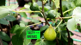 3 Top Notch Fig Trees for Producing BREBAS - Desert King, Violette de Bordeaux & Proscuitto