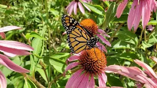 Pollinators & Climate Change: Making an Impact on the Farm - Farminar