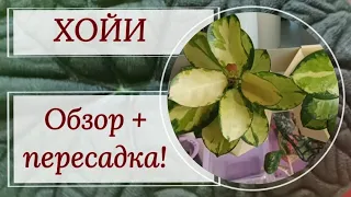 Хойи! Обзор коллекции + большая пересадка!