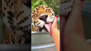 Chunky Dunking Jaguar Kisses & Boop! ADORABLE