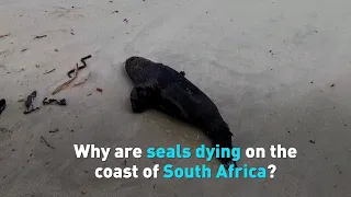 Why are seals dying on the coast of South Africa CMS